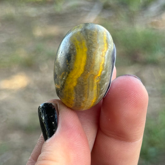 Bumblebee Jasper